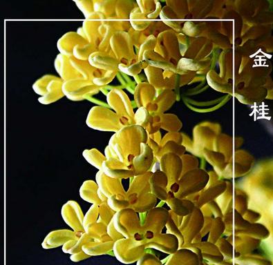 丹桂花的花语及其象征意义（华丽灿烂的丹桂花）