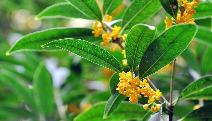 丹桂花的花语及其象征意义（华丽灿烂的丹桂花）