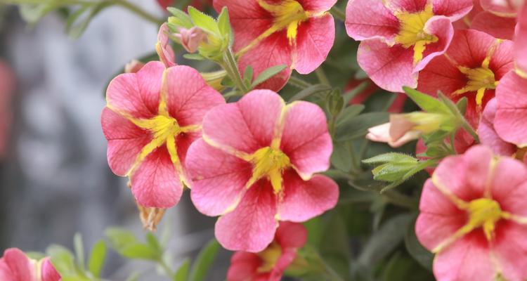 矮牵牛一年能开几次花？如何保持持续开花？