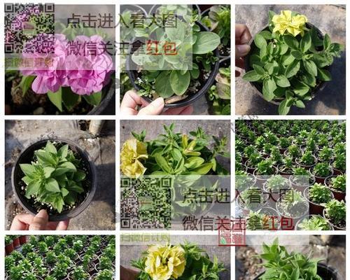 矮牵牛缓苗需要多久？正确缓苗方法是什么？