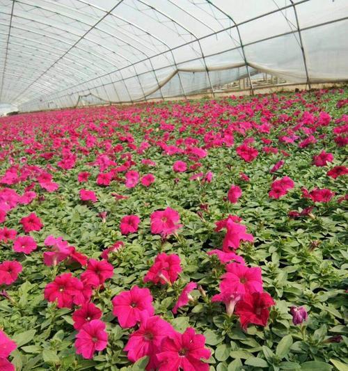矮牵牛种植的最佳时间和步骤是什么？