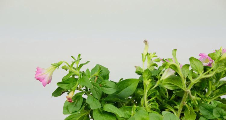 矮牵牛种植的最佳时间和步骤是什么？
