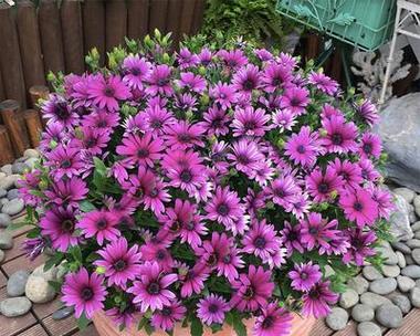 矮生花卉有哪些种类？如何选择适合的矮生花卉？