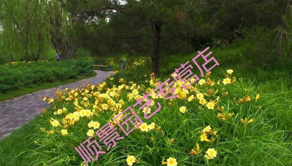 矮生花卉有哪些种类？如何选择适合的矮生花卉？