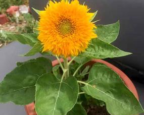 矮向日葵开花周期是多久？如何促进其开花？