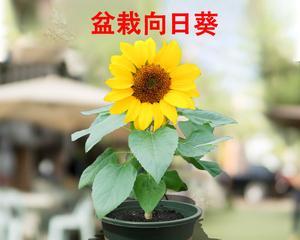 矮向日葵一盆种几株最适宜？种植密度对生长有何影响？