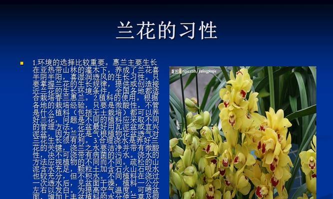 矮种兰花怎么养殖方法？有哪些注意事项？