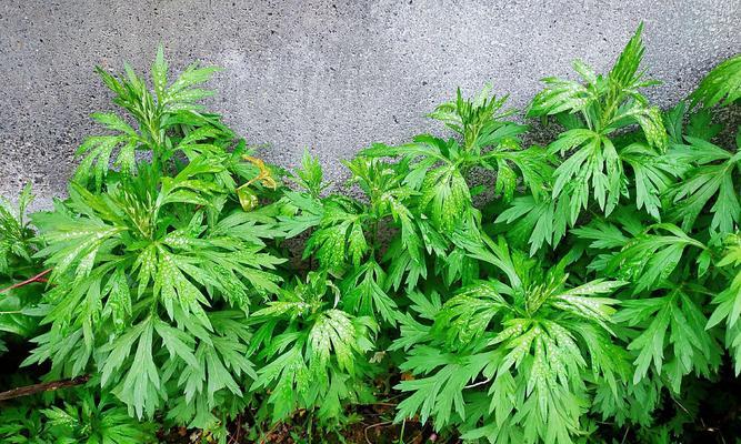 艾草开花吗？艾草开花的样子是怎样的？