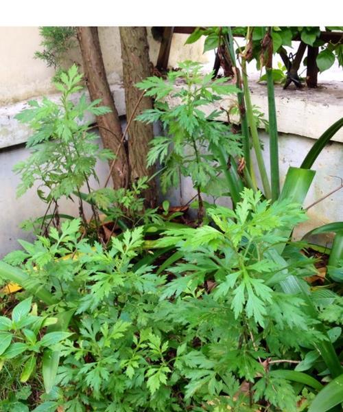 艾草开花吗？艾草开花的样子是怎样的？