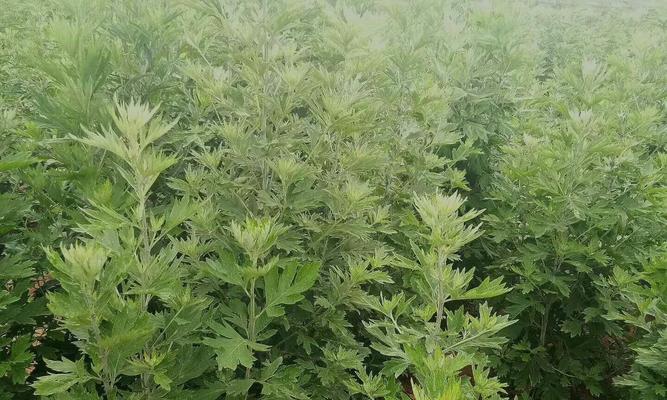 艾草的最佳种植时间是什么时候？种植后如何管理？