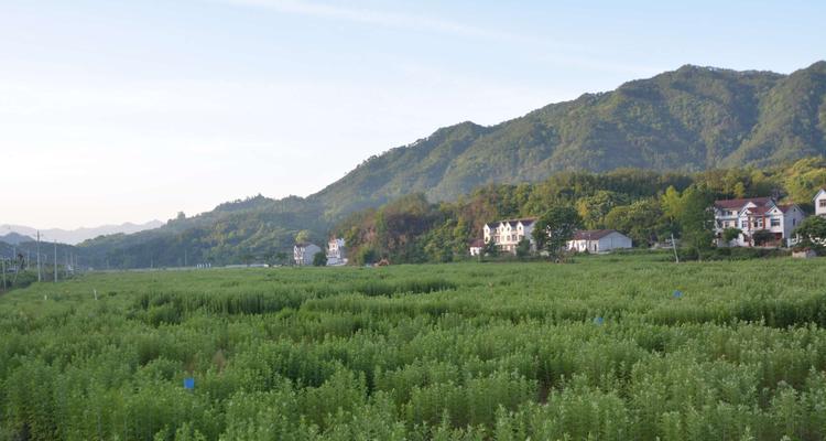 艾草可以种在院子里吗？种植艾草需要注意什么？