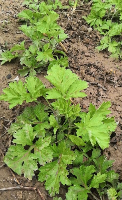 艾草种子播种方法是什么？如何确保高发芽率？