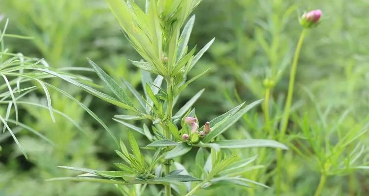 艾果是哪里的特产？艾果的起源和特色是什么？