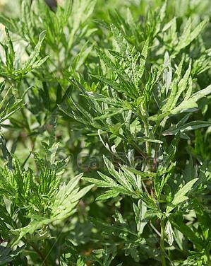 艾蒿类植物有哪些种类？它们的特性是什么？
