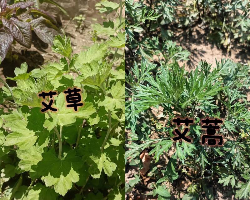 艾蒿类植物有哪些种类？它们的特性是什么？
