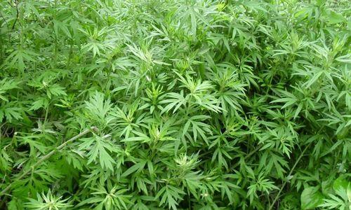 艾蒿属于什么植物类别？艾蒿的分类有哪些特点？