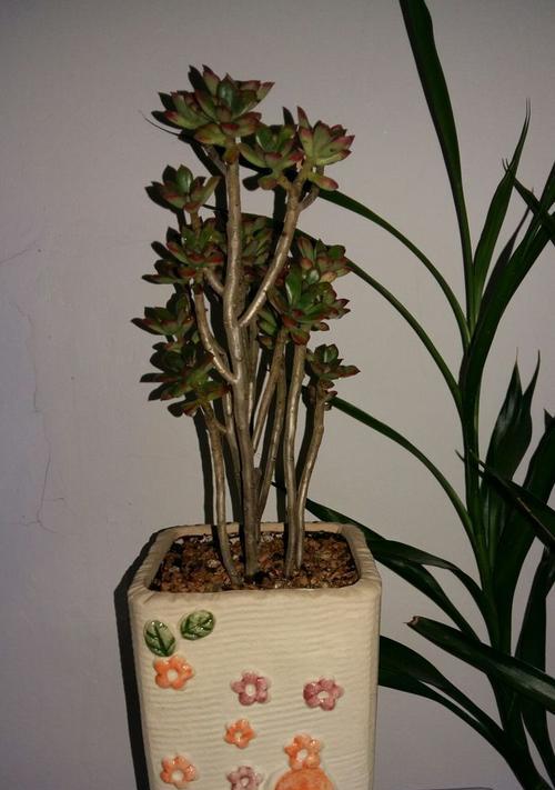 艾伦植物掉叶子是什么原因？如何有效处理？
