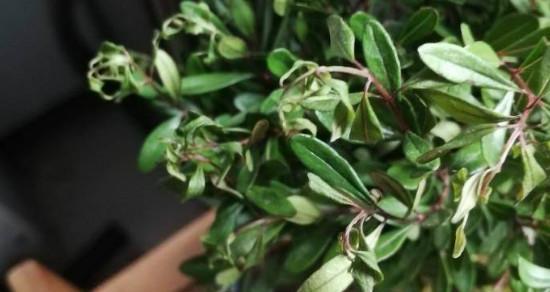艾伦植物掉叶子是什么原因？如何有效处理？