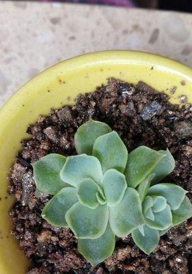 艾伦植物掉叶子是什么原因？如何有效处理？