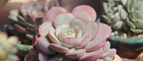 艾伦多肉养出粉嫩色彩的秘诀是什么？