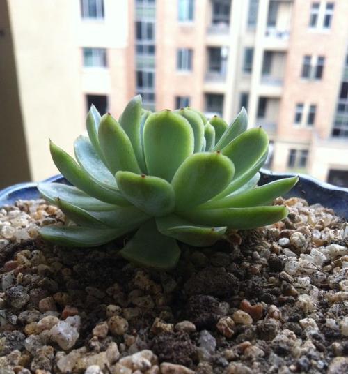 艾伦叶插多久能发芽？发芽过程中的注意事项是什么？