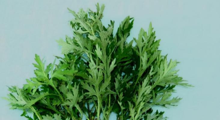艾叶水浇花有效吗？使用艾叶水浇花的好处和注意事项是什么？