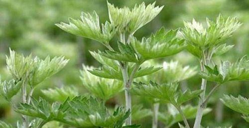 艾叶水浇花有效吗？使用艾叶水浇花的好处和注意事项是什么？