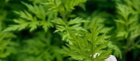 艾叶上火还是降火？艾叶的正确使用方法是什么？