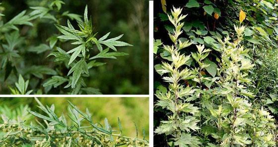 艾叶繁殖方法有哪些？繁殖过程中应注意什么问题？