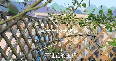爱之蔓浇水方法是什么？如何正确给爱之蔓浇水？