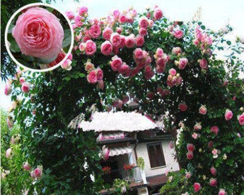 安吉拉月季属于藤本植物还是灌木？如何区分？
