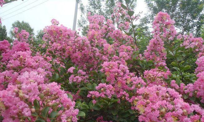 安阳市花紫薇花象征着什么？紫薇花的含义有哪些？