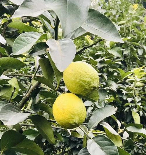 安岳柠檬成熟季节是几月？上市时间如何确定？