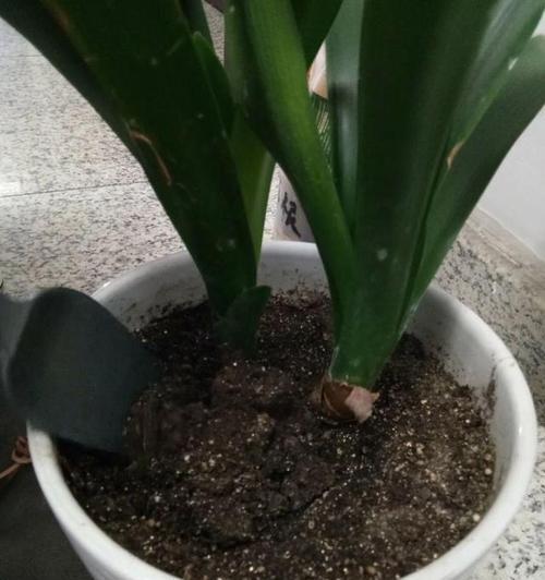 氨基酸浇花的正确方法是什么？使用氨基酸对植物生长有何影响？