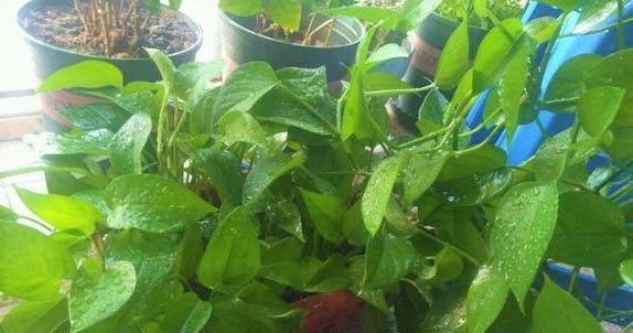 氨基酸浇花的正确方法是什么？使用氨基酸对植物生长有何影响？