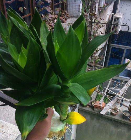 氨水作为肥料使用安全吗？使用方法是什么？