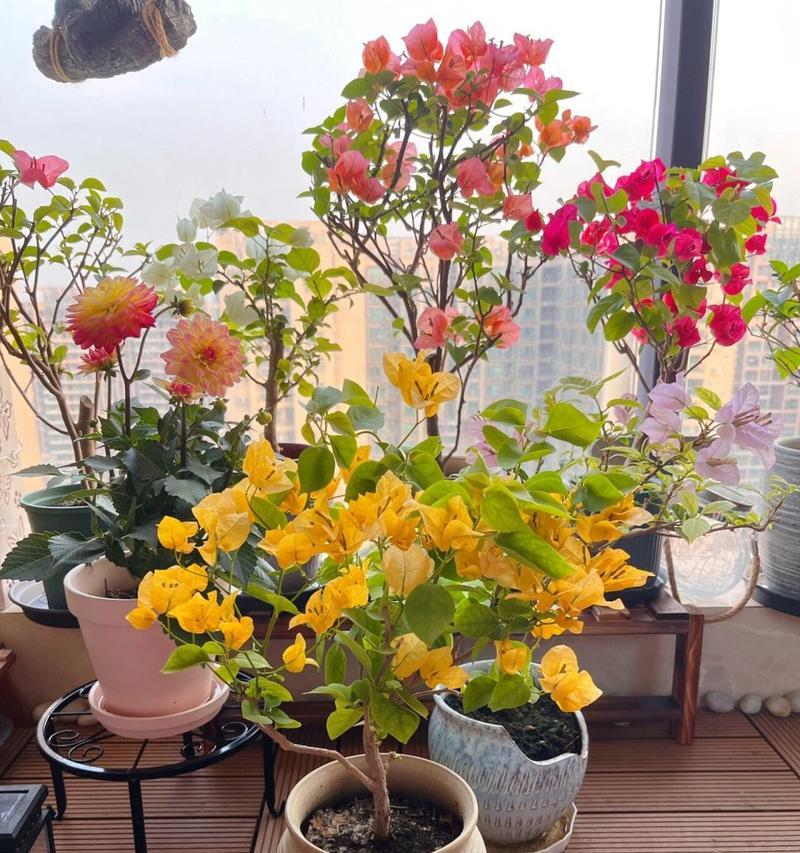 暗斑柠檬黄三角梅勤花吗？如何确保其持续开花？