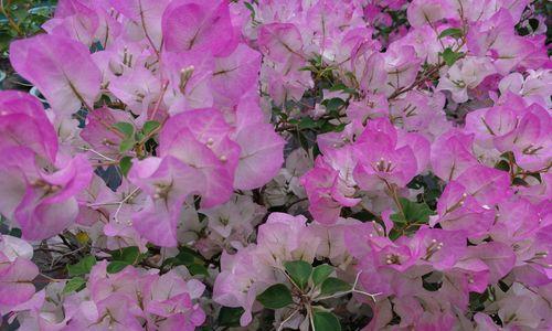三角梅暗斑五宝勤花吗？如何确保其持续开花？