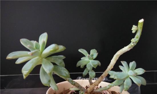 奥普琳娜徒长了怎么办？如何正确修剪和管理？