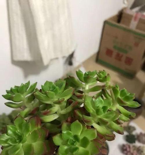 奥普琳娜徒长了怎么办？如何正确修剪和管理？