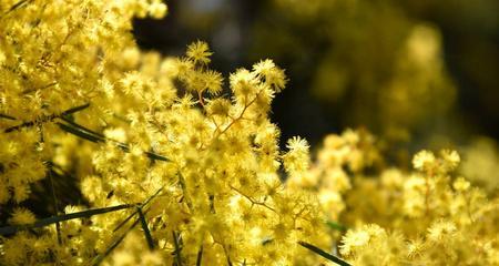 澳大利亚的国花是什么花？为什么金合欢花被选为国花？
