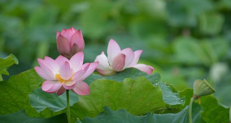 澳门市花莲花象征着什么？