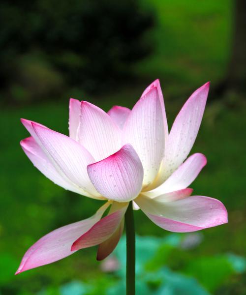 澳门市花莲花象征着什么？