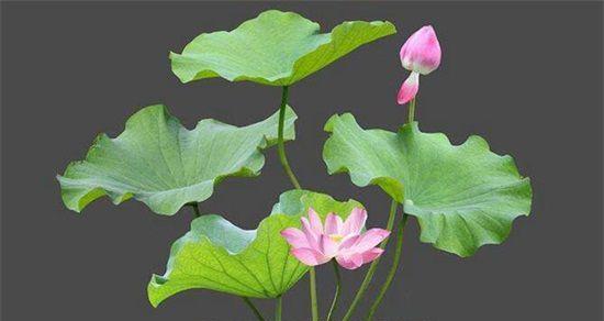 澳门市花莲花象征着什么？