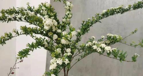 澳洲腊梅如何唤醒？唤醒澳洲腊梅的正确步骤是什么？