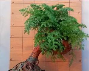 澳洲杉放阳台好吗？阳台哪个位置最适合放置澳洲杉？