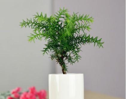 澳洲杉净化空气效果如何？能有效吸收甲醛吗？