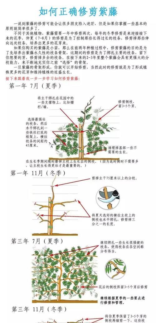 澳洲杉盆景修剪方法是什么？如何正确修剪澳洲杉盆景？