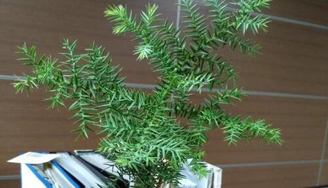 澳洲杉喜阳光吗？如何正确种植以确保其健康生长？