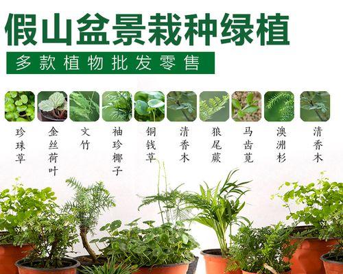 澳洲杉喜阴还是喜阳？如何正确养护澳洲杉？